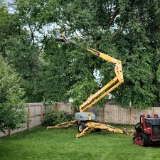 How Our Tree Care Process Works  in Emmett, ID